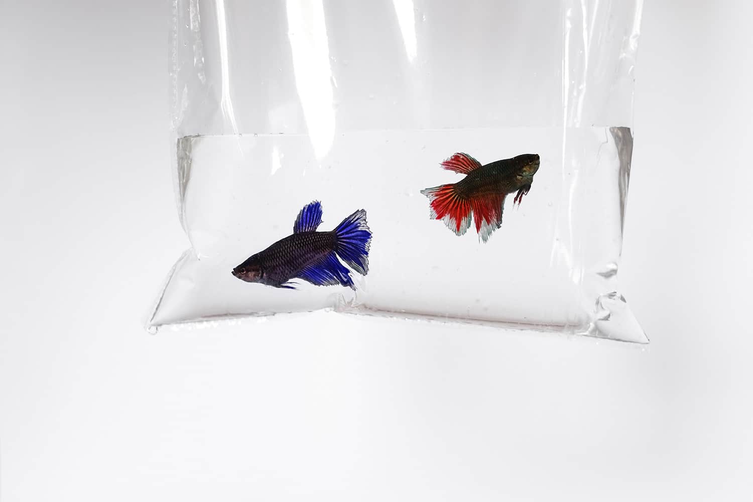 Lebendtiertransporte