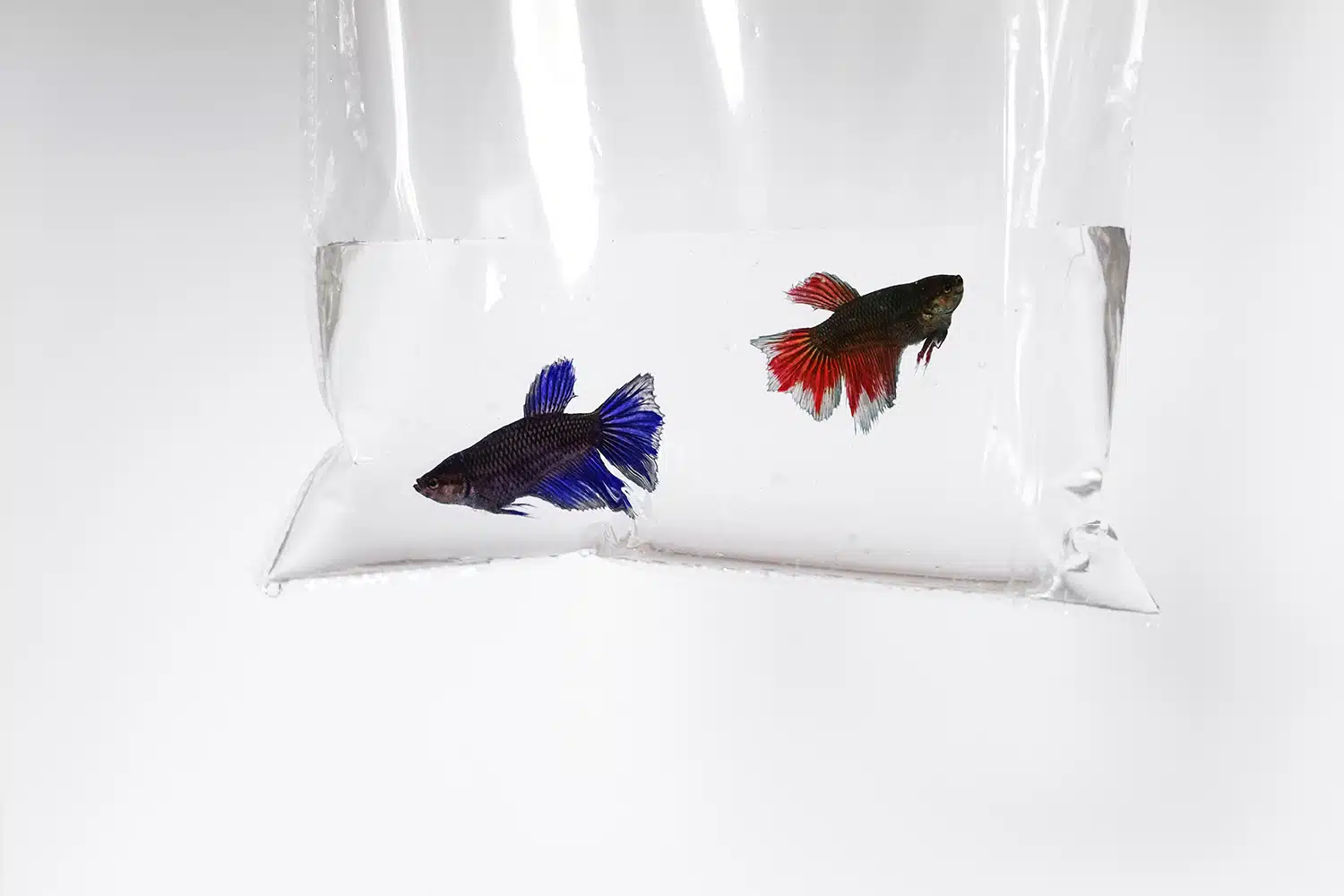 Lebendtiertransporte